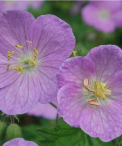Wild Geranium Bare Roots - 5 Pack Perennial Groundcover Plant, Zones 3-8 - Image 1