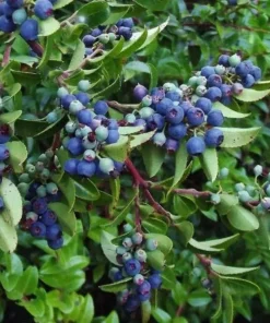 Wild Huckleberry Live Plant – Vaccinium ovatum – 1 Gallon Pot – Evergreen Shrub - Image 2