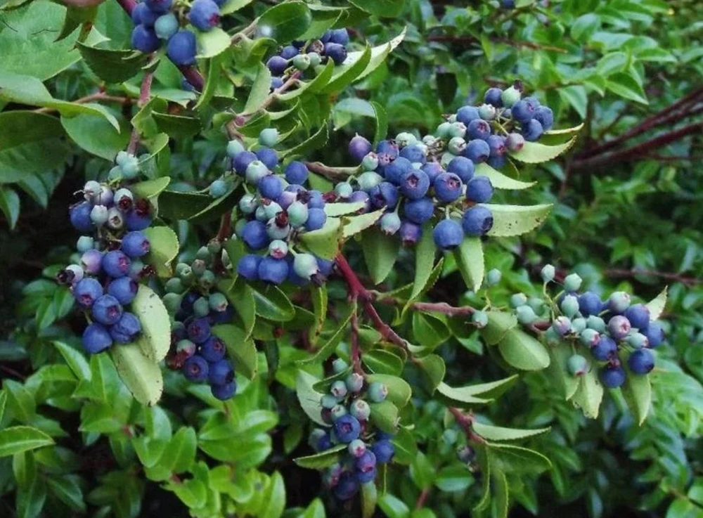 Wild Huckleberry Live Plant – Vaccinium ovatum – 1 Gallon Pot – Evergreen Shrub - Image 2