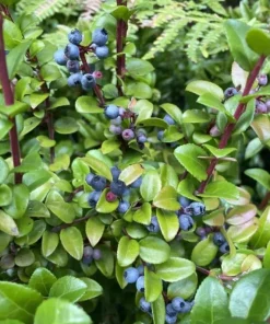 Wild Huckleberry Live Plant – Vaccinium ovatum – 1 Gallon Pot – Evergreen Shrub - Image 3