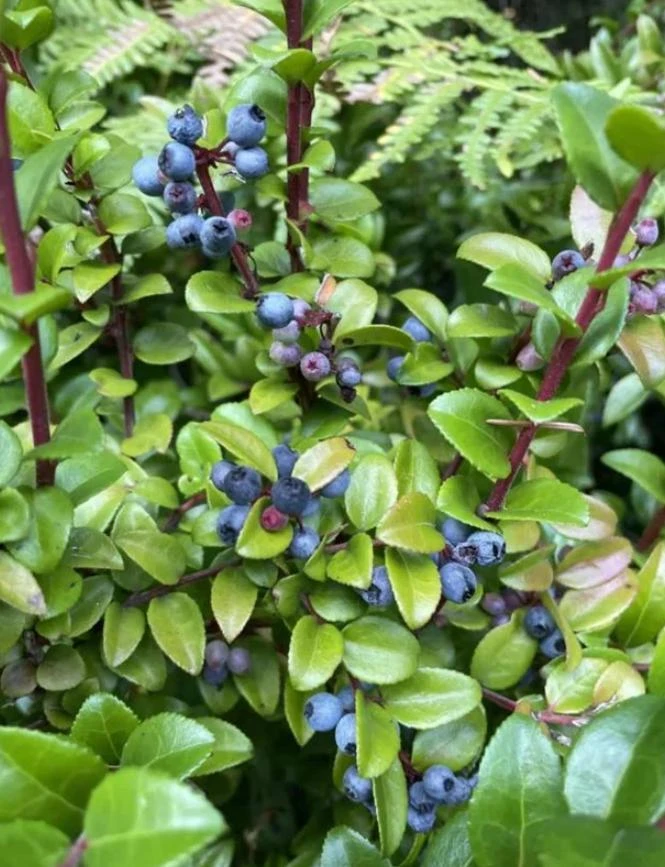 Wild Huckleberry Live Plant – Vaccinium ovatum – 1 Gallon Pot – Evergreen Shrub - Image 3