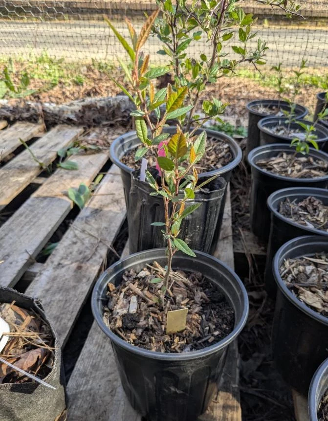 Wild Huckleberry Live Plant – Vaccinium ovatum – 1 Gallon Pot – Evergreen Shrub - Image 4