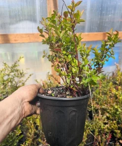 Wild Huckleberry Live Plant – Vaccinium ovatum – 1 Gallon Pot – Evergreen Shrub - Image 5