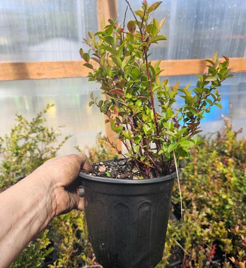 Wild Huckleberry Live Plant – Vaccinium ovatum – 1 Gallon Pot – Evergreen Shrub - Image 5