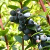 Wild Huckleberry Live Plant – Vaccinium ovatum – 1 Gallon Pot – Evergreen Shrub - Image 1