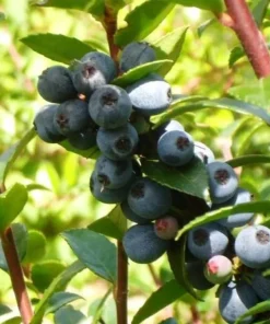 Wild Huckleberry Live Plant – Vaccinium ovatum – 1 Gallon Pot – Evergreen Shrub - Image 1