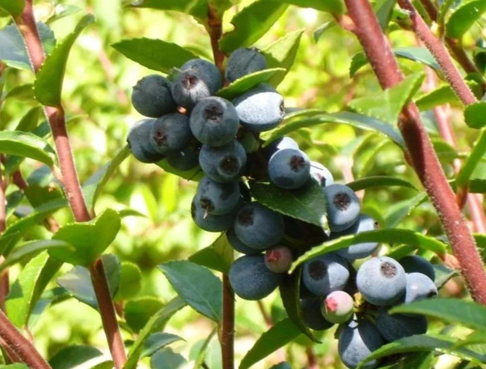 Wild Huckleberry Live Plant – Vaccinium ovatum – 1 Gallon Pot – Evergreen Shrub - Image 1