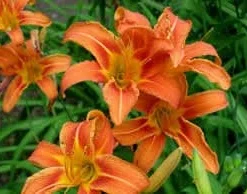 Wild Orange Daylily Live Plant - 10 Fan Root Systems - Outdoor Perennial - Image 2