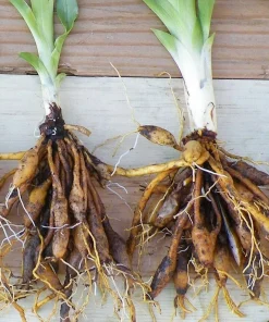Wild Orange Daylily Live Plant - 10 Fan Root Systems - Outdoor Perennial - Image 4