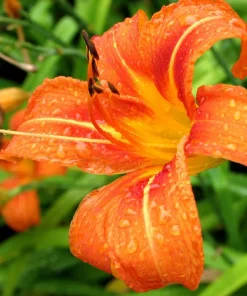 Wild Orange Daylily Live Plant - 10 Fan Root Systems - Outdoor Perennial - Image 1