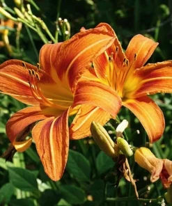 Wild Orange Daylily Live Plants - 25 Fans/Root Systems - Outdoor - Image 3