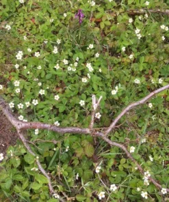 Wild Strawberry Live Plant – 3-Inch Pot – Edible Berries – Fragaria vesca – Outdoor - Image 10