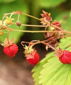Wild Strawberry Live Plant – 3-Inch Pot – Edible Berries – Fragaria vesca – Outdoor - Image 2