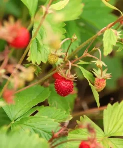 Wild Strawberry Live Plant – 3-Inch Pot – Edible Berries – Fragaria vesca – Outdoor - Image 3