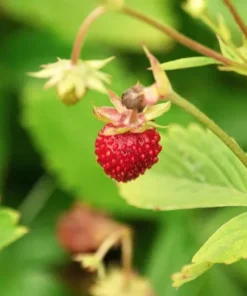Wild Strawberry Live Plant – 3-Inch Pot – Edible Berries – Fragaria vesca – Outdoor - Image 4