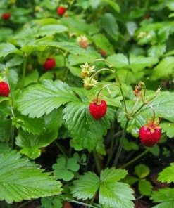 Wild Strawberry Live Plant – 3-Inch Pot – Edible Berries – Fragaria vesca – Outdoor - Image 5