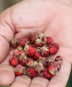 Wild Strawberry Live Plant – 3-Inch Pot – Edible Berries – Fragaria vesca – Outdoor - Image 6