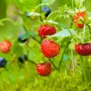 Wild Strawberry Live Plant – 3-Inch Pot – Edible Berries – Fragaria vesca – Outdoor - Image 1