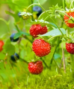 Wild Strawberry Live Plant – 3-Inch Pot – Edible Berries – Fragaria vesca – Outdoor - Image 1