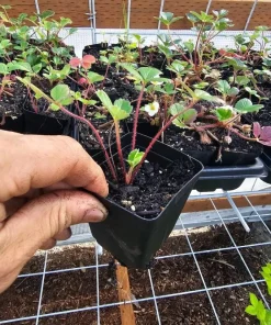 Wild Strawberry Live Plant – 3-Inch Pot – Edible Berries – Fragaria vesca – Outdoor - Image 7