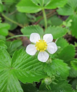 Wild Strawberry Live Plant – 3-Inch Pot – Edible Berries – Fragaria vesca – Outdoor - Image 8