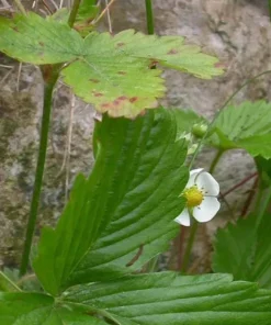 Wild Strawberry Live Plant – 3-Inch Pot – Edible Berries – Fragaria vesca – Outdoor - Image 9