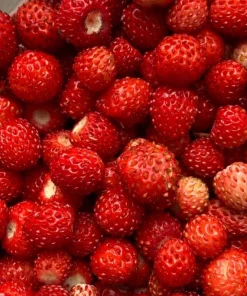 Wild Strawberry Live Plant - 3" Pot - Perennial Edible Groundcover - Image 2