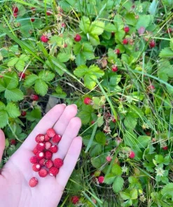 Wild Strawberry Live Plant - 3