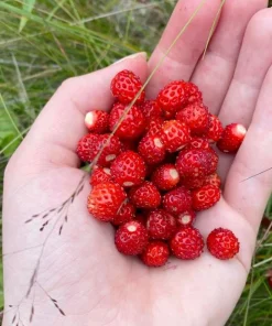 Wild Strawberry Live Plant - 3