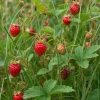 Wild Strawberry Live Plant - 3" Pot - Perennial Edible Groundcover - Image 1