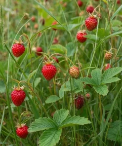Wild Strawberry Live Plant - 3