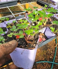 Wild Strawberry Live Plant - 3