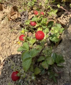 Wild Strawberry Live Plant - 3