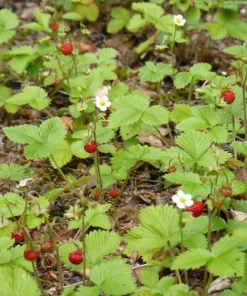 Wild Strawberry Live Plant - 3