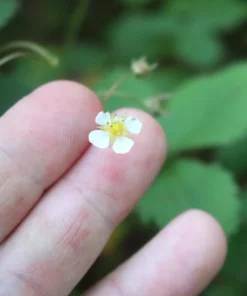 Wild Strawberry Live Plants - Fragaria vesca - Set of 2 - 3