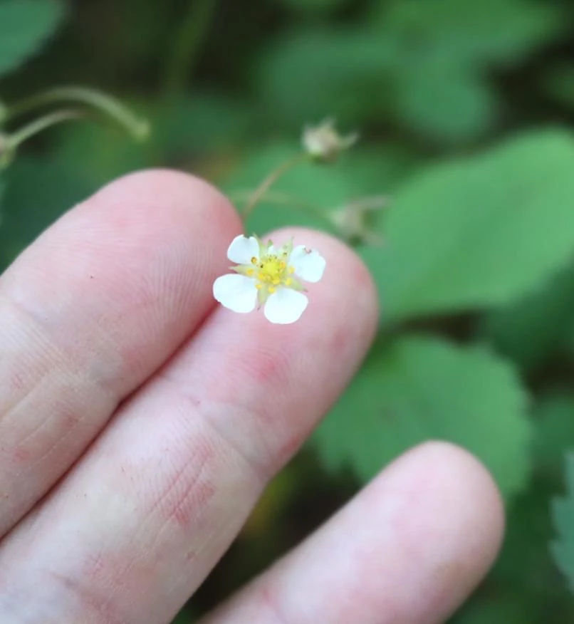 Wild Strawberry Live Plants - Fragaria vesca - Set of 2 - 3" Pots - Edible Berries - Image 10