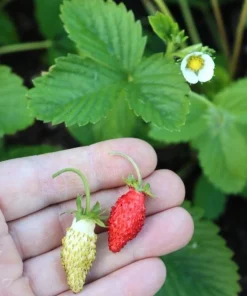 Wild Strawberry Live Plants - Fragaria vesca - Set of 2 - 3