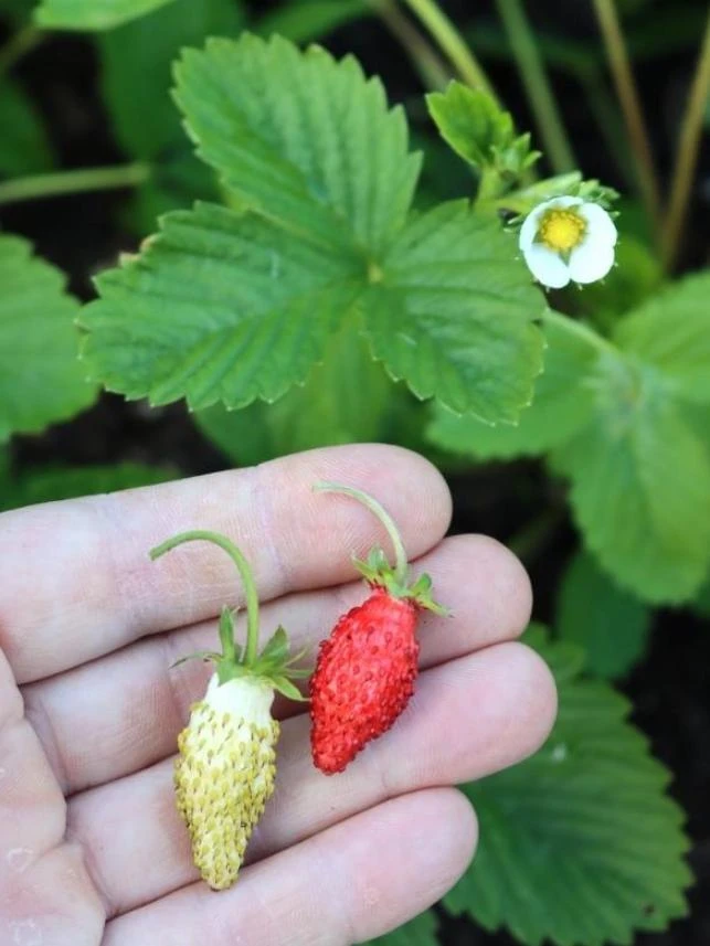 Wild Strawberry Live Plants - Fragaria vesca - Set of 2 - 3" Pots - Edible Berries - Image 11