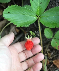 Wild Strawberry Live Plants - Fragaria vesca - Set of 2 - 3