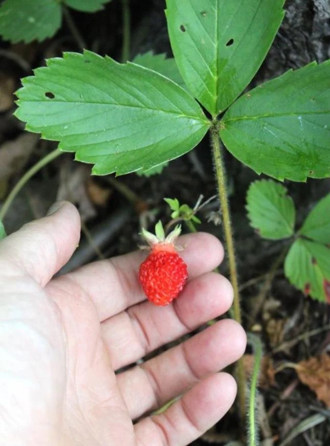 Wild Strawberry Live Plants - Fragaria vesca - Set of 2 - 3" Pots - Edible Berries - Image 12