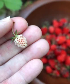 Wild Strawberry Live Plants - Fragaria vesca - Set of 2 - 3