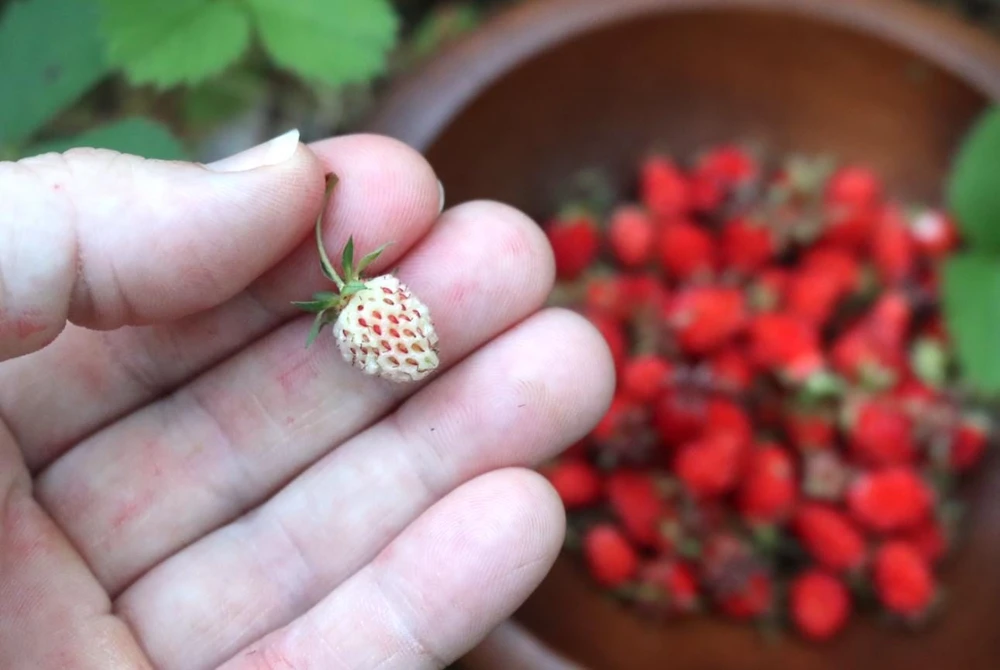 Wild Strawberry Live Plants - Fragaria vesca - Set of 2 - 3" Pots - Edible Berries - Image 13