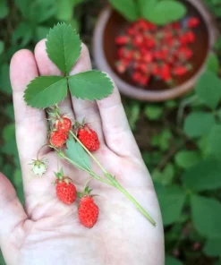 Wild Strawberry Live Plants - Fragaria vesca - Set of 2 - 3