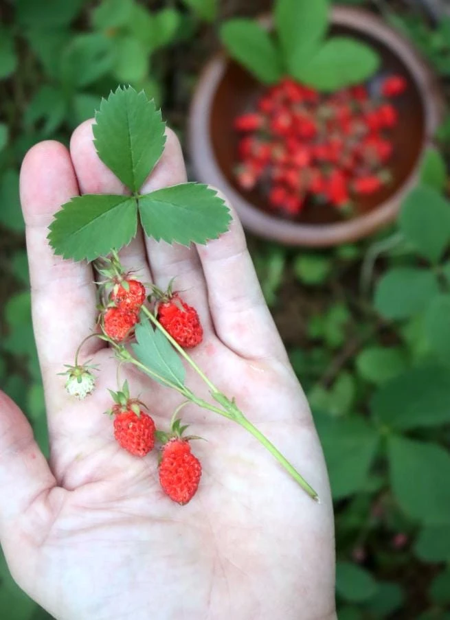 Wild Strawberry Live Plants - Fragaria vesca - Set of 2 - 3" Pots - Edible Berries - Image 14