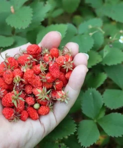 Wild Strawberry Live Plants - Fragaria vesca - Set of 2 - 3
