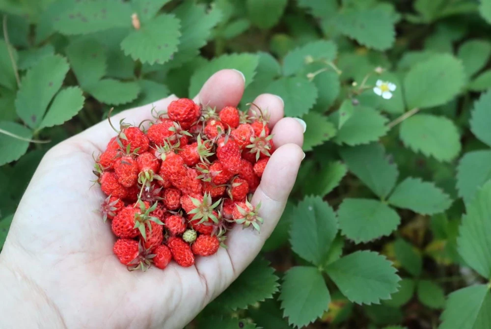 Wild Strawberry Live Plants - Fragaria vesca - Set of 2 - 3" Pots - Edible Berries - Image 15