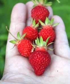 Wild Strawberry Live Plants - Fragaria vesca - Set of 2 - 3