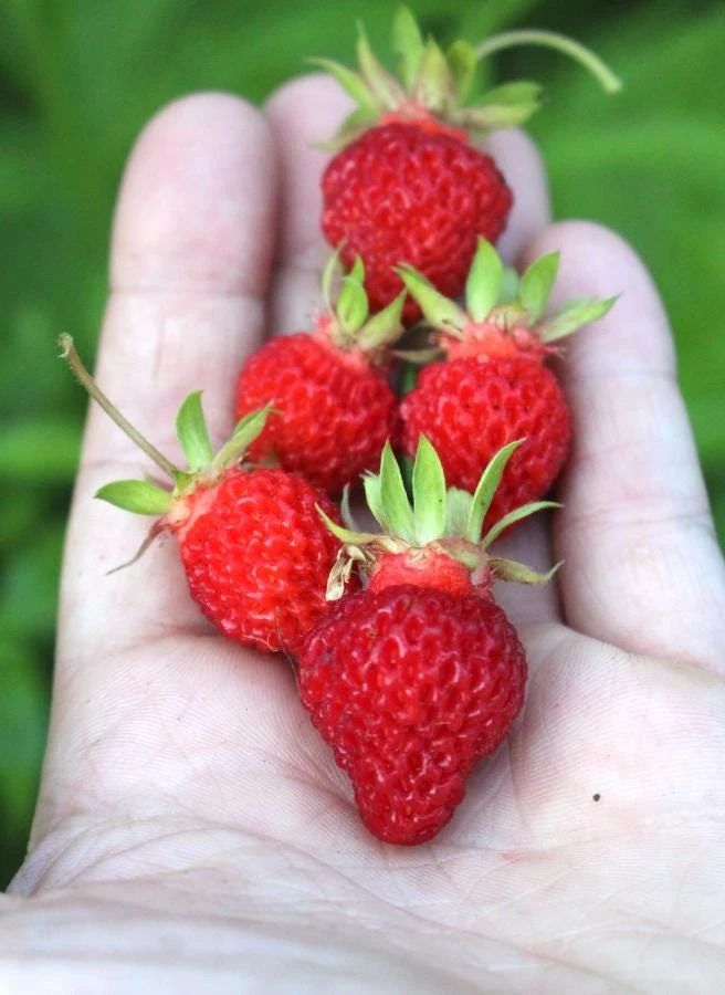 Wild Strawberry Live Plants - Fragaria vesca - Set of 2 - 3" Pots - Edible Berries - Image 16