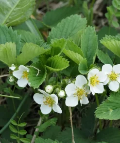 Wild Strawberry Live Plants - Fragaria vesca - Set of 2 - 3