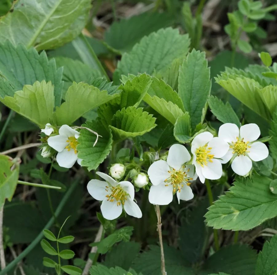 Wild Strawberry Live Plants - Fragaria vesca - Set of 2 - 3" Pots - Edible Berries - Image 2